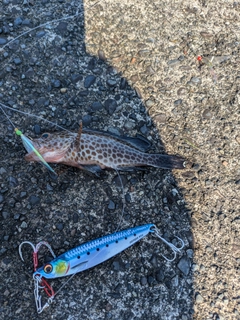 オオモンハタの釣果