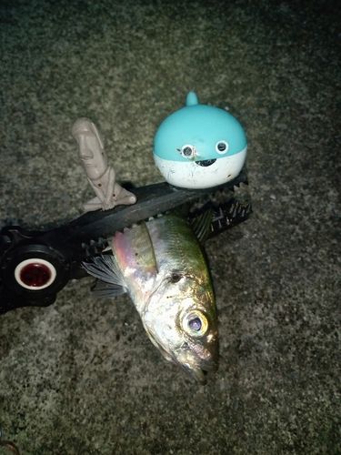 マアジの釣果