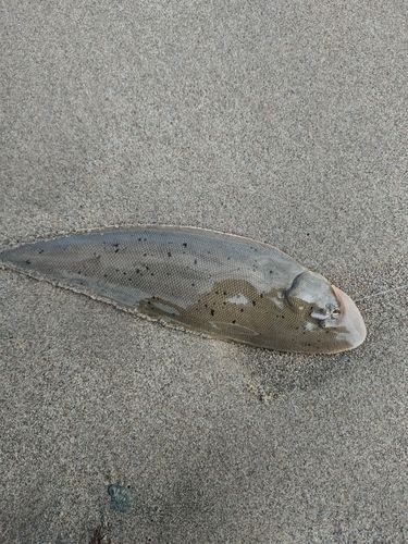 シタビラメの釣果