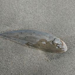シタビラメ