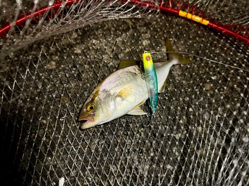 ショゴの釣果