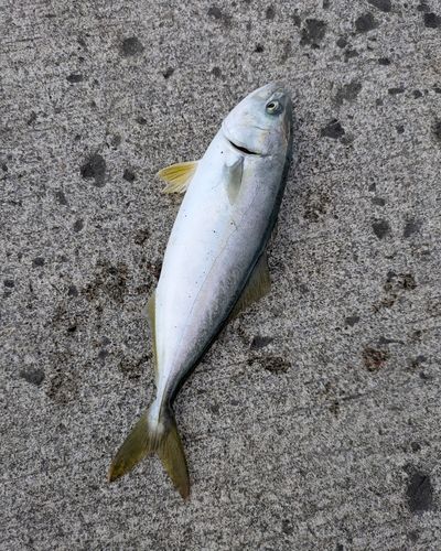 フクラギの釣果
