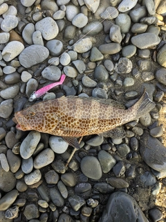 オオモンハタの釣果