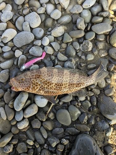 オオモンハタの釣果