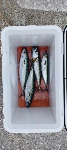 サバの釣果