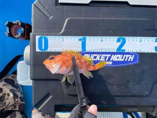 アヤメカサゴの釣果