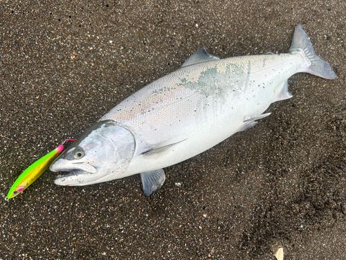 サクラマスの釣果