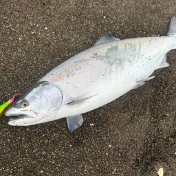 サクラマス