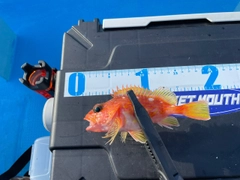 アヤメカサゴの釣果