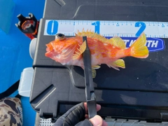 アヤメカサゴの釣果