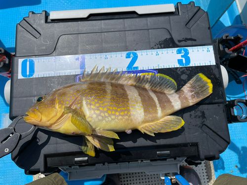 アオハタの釣果