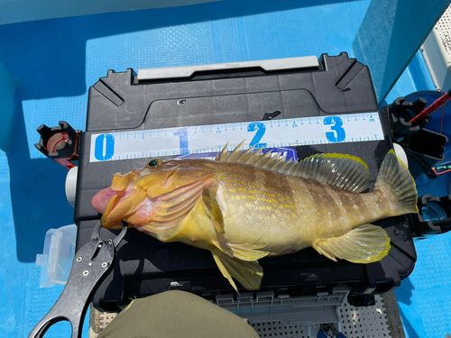 アオハタの釣果