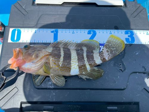 アオハタの釣果