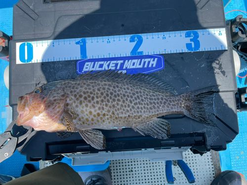 オオモンハタの釣果