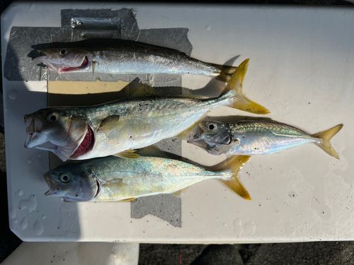 ワカシの釣果