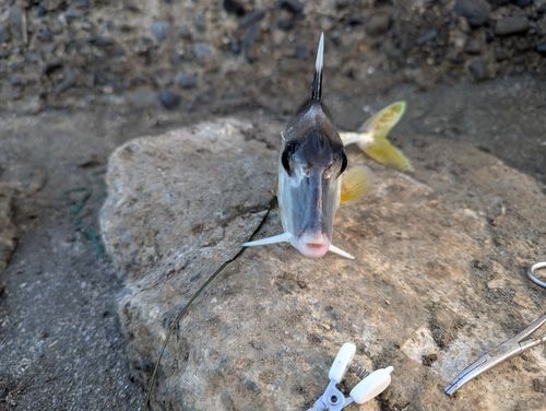 ギマの釣果