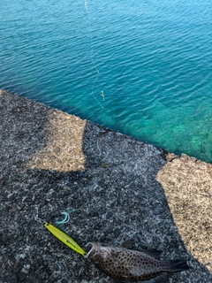 オオモンハタの釣果