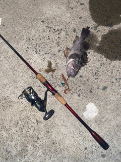 ソイの釣果