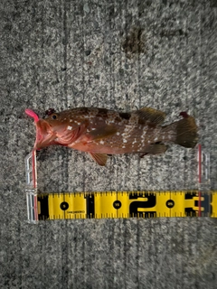 キジハタの釣果