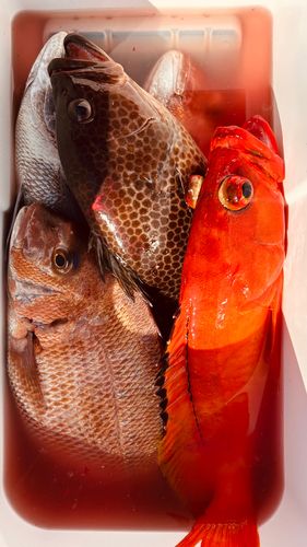 マダイの釣果