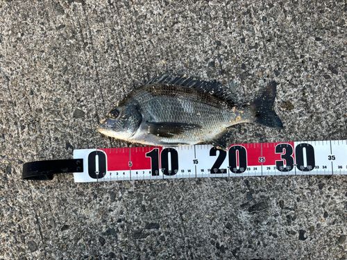 チヌの釣果