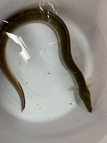 ウナギの釣果