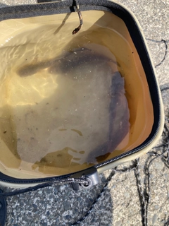 ハゼの釣果