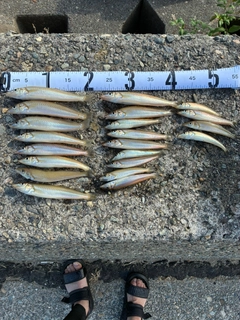 シロギスの釣果