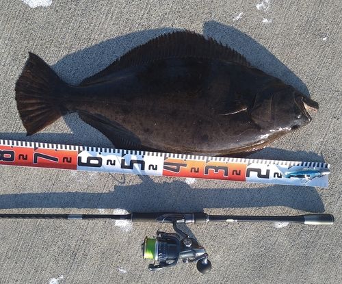 ヒラメの釣果