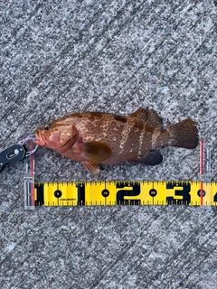 キジハタの釣果