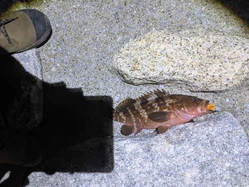 アコウの釣果