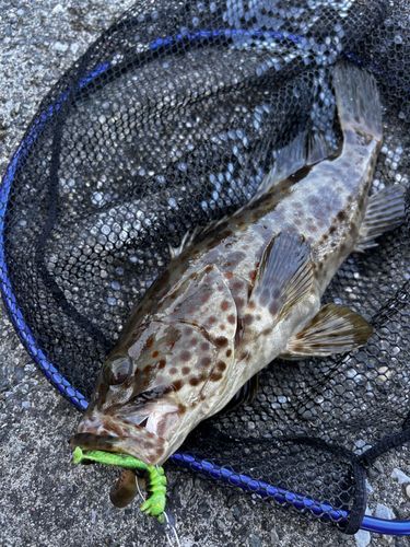 チャイロマルハタの釣果