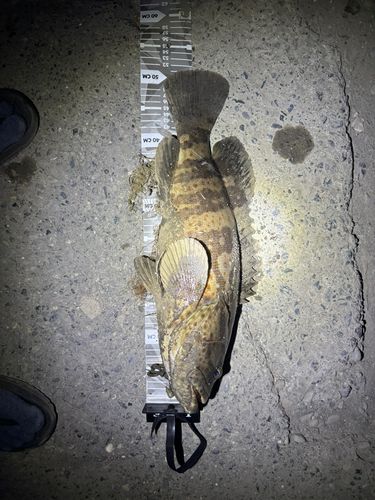 チャイロマルハタ