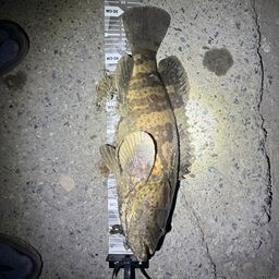 チャイロマルハタ