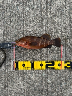 キジハタの釣果