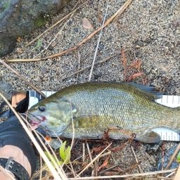 スモールマウスバス