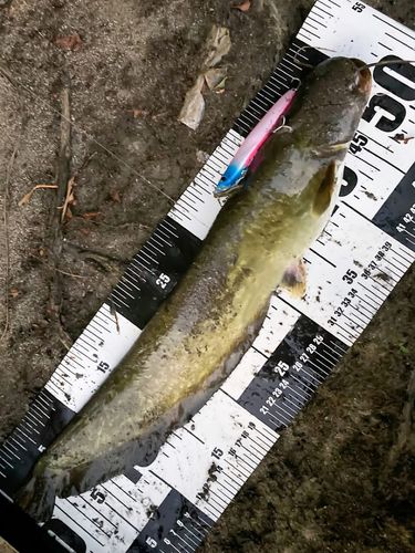 ナマズの釣果