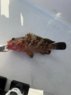 アコウの釣果