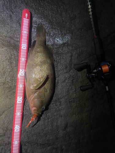 キジハタの釣果