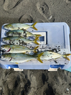 ワカシの釣果