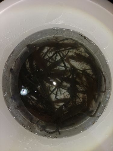 テナガエビの釣果