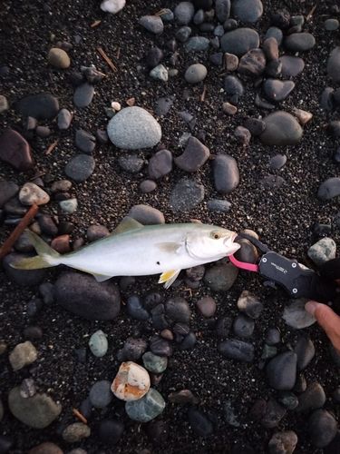 ワカシの釣果