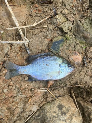 ブルーギルの釣果