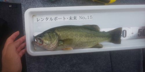 ブラックバスの釣果