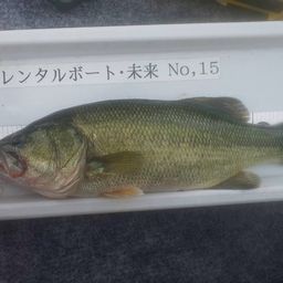 ブラックバス