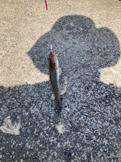 ハゼの釣果