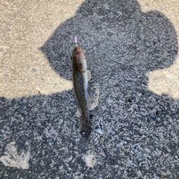 ハゼ