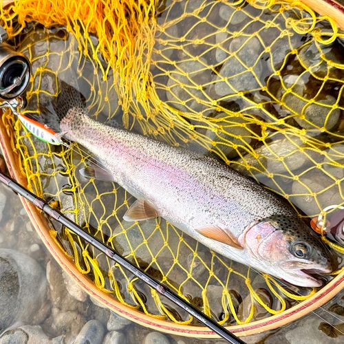 ニジマスの釣果