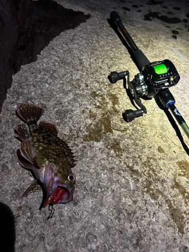 カサゴの釣果