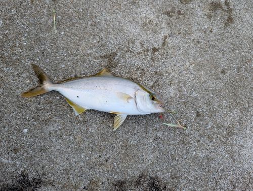 ネリゴの釣果
